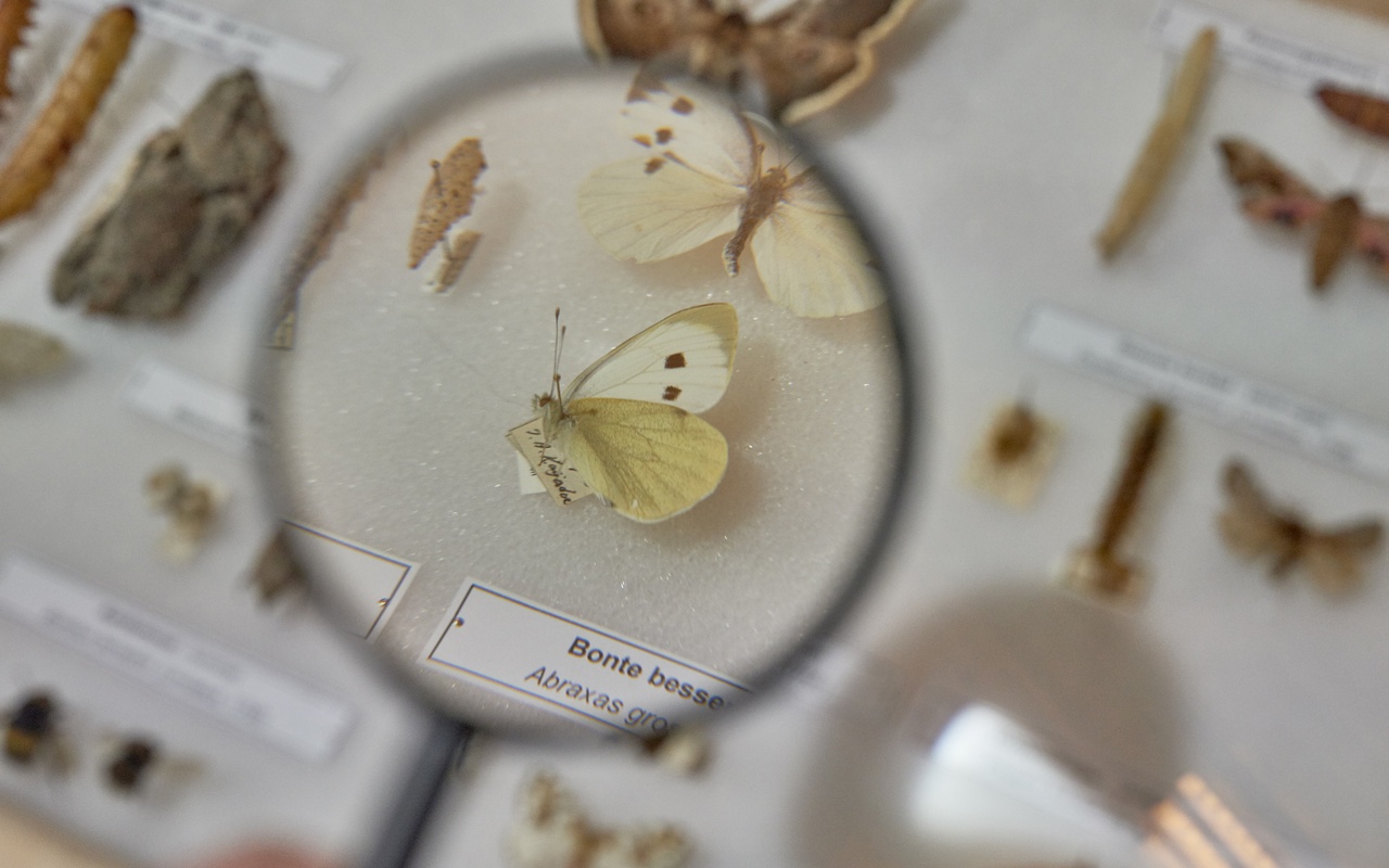 Nauwkeurig waarnemen bij Uyt eygen ervarentheyd. De wondere insectenwereld van Johannes Goedaert