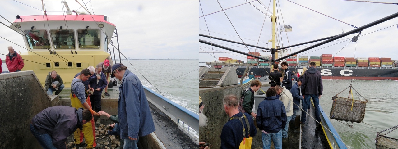 Mosselkotter ZZ 10 van Jaap Schot vist naar fossielen op de Westerschelde